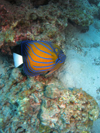 ikan1