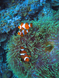 ikan 2