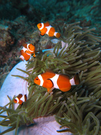 ikan45