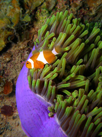 nemo